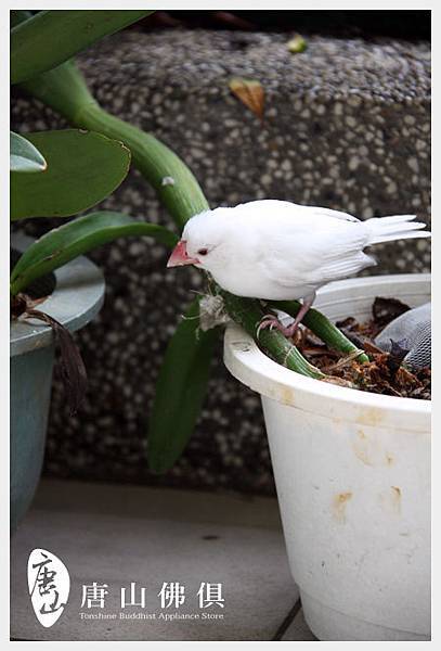 白文鳥的夏日造訪