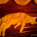 貓在鋼琴上昏倒了!!