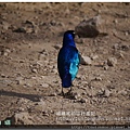 Superb starling081002