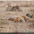 Serengeti081108獅子