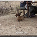 Serengeti081117蹄兔