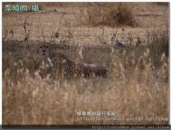 Serengeti081131獵豹