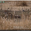 Serengeti081131獵豹