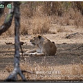 Serengeti081109獅子