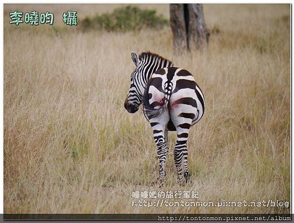 0813馬賽馬拉斑馬03