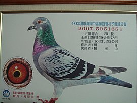 2007夏雙連五關20位 2007夏雙連五關20位