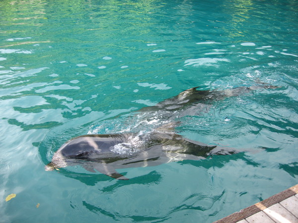 海豚研究中心