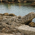 鱷魚石