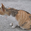 民宿ㄉ一隻小貓咪  ㄊ叫阿花