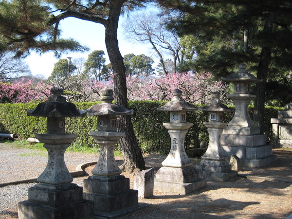 北野天滿宮的梅花