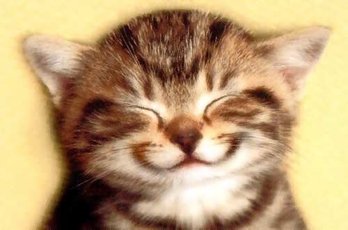 catsmile