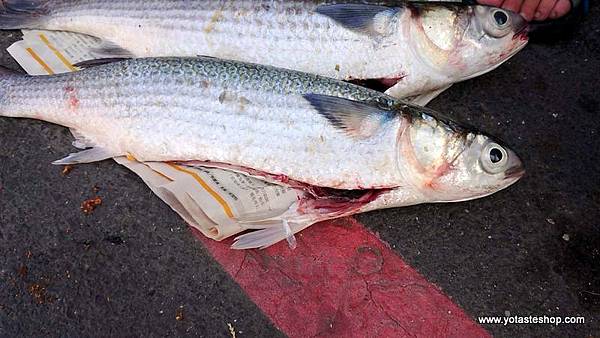 烏魚子機密檔案，好烏魚子如何製造，烏魚子寄到日本，烏魚子國際