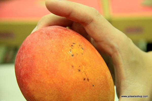 眼鏡伯芒果國際宅配日本(芒果生產線淘汰實況)，寄日本芒果禮盒