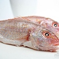 紅魚21024.jpg