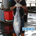 黃鰭鮪魚2.jpg