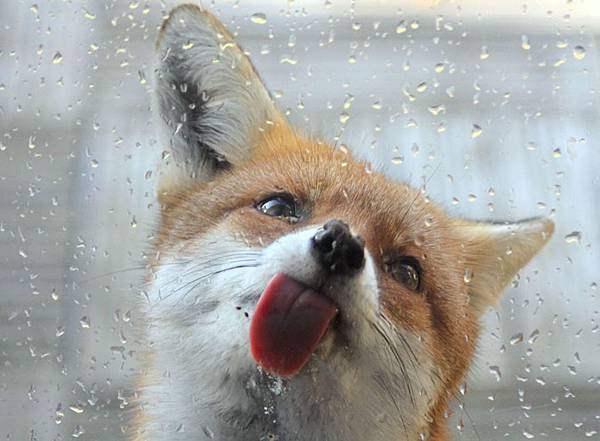 adaymag-22-photos-will-make-you-fall-in-love-with-foxes-17.jpg