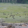 Herd of bison