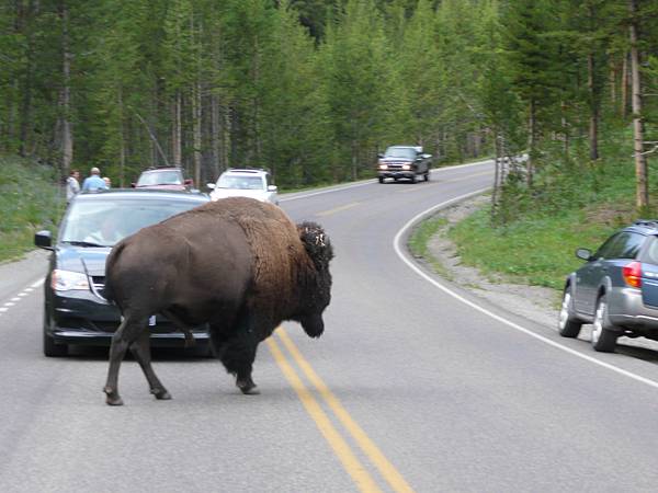 Bison 過馬路