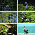 Day8_Birds in Everglades and Keys.jpg