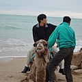 2003_01_Tunisia_Tunis_Camel Riding 突尼斯騎駱駝.JPG