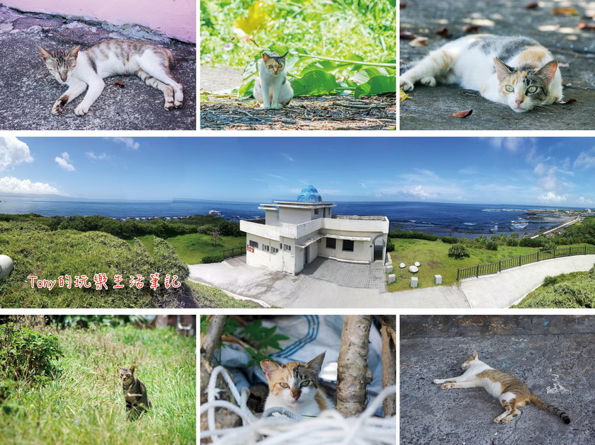 台灣最東邊小漁港裡的隱藏貓村 - 馬崗漁港