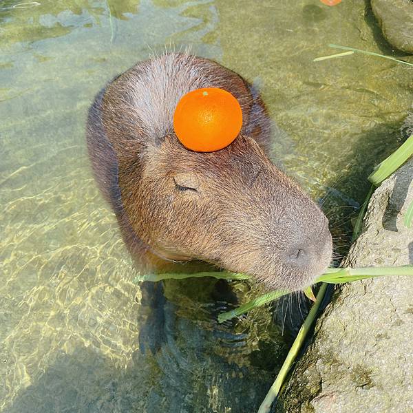 親子景點。花蓮新城也有水豚君啦🍊還有超可愛的草泥馬！