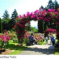 Portland rose trellis.JPG