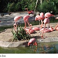 Trip to zoo.JPG