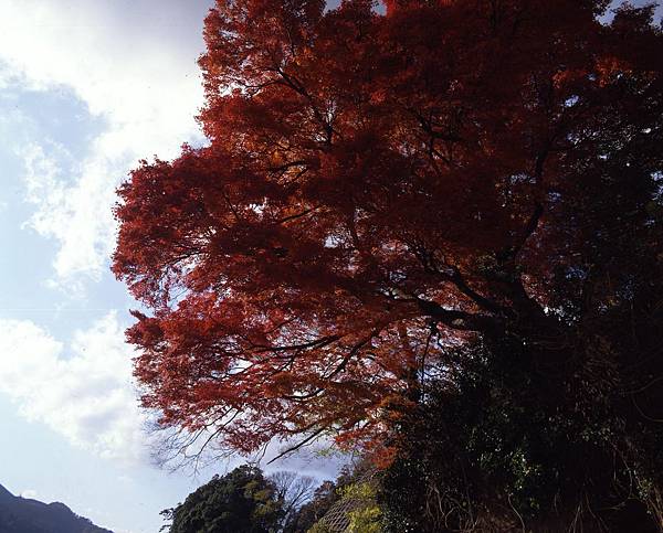 鳥取紅葉秘境 Toripy帶你遊鳥取 痞客邦 鳥取紅葉秘境 Toripy帶你遊鳥取 痞客邦