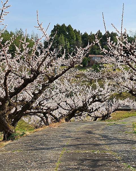 鳥取賞梅名所  野花梅溪  樗谿公園  城山展望台 河原城 