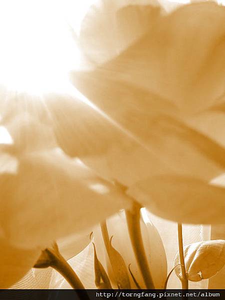 DSC087578 DSC087578