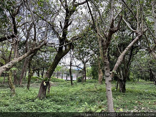 |景。宜蘭|頭城濱海森林公園,走上八角瞭望台看海的小時光