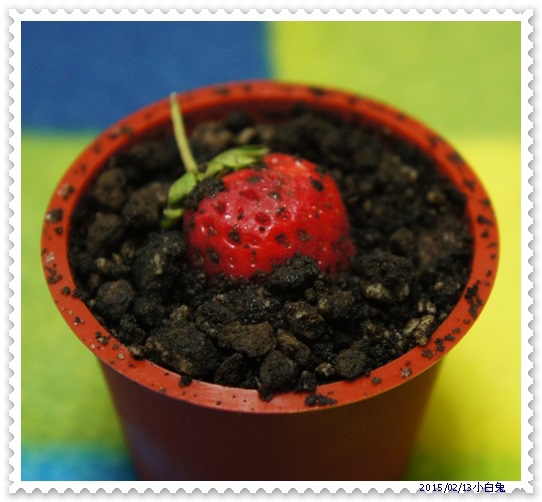 Yo-Sauce草莓盆栽-7.jpg