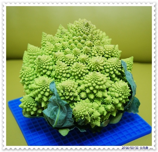 台灣羅馬花椰菜 小白兔的家 痞客邦 台灣羅馬花椰菜 小白兔的家 痞客邦