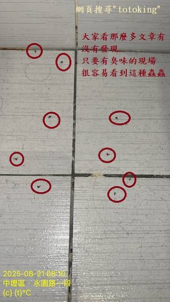 馬桶臭 馬桶漏 馬桶重裝 浴室飛蟲 浴室臭味 馬桶問題 TO