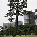 105皇居公園松樹.JPG