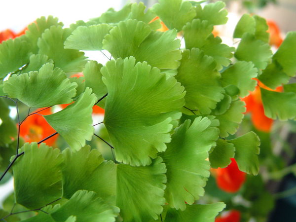 KUKU garden 001.jpg