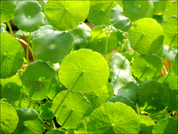 KUKU garden 148.jpg