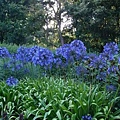 Royal Botanic Garden