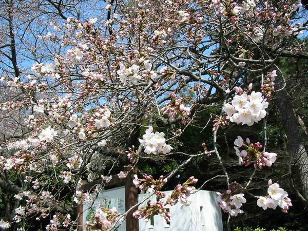 新宿御院的櫻花