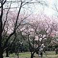 新宿御院的櫻花