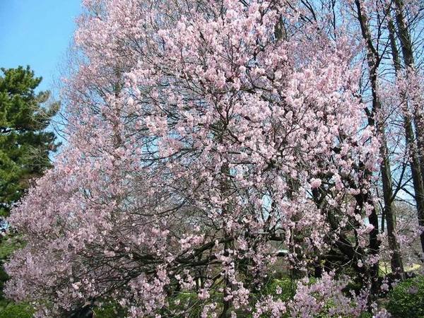 新宿御院的櫻花