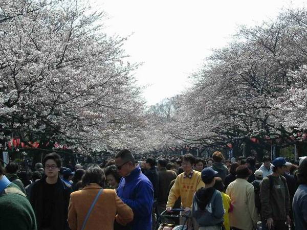 上野公園的賞櫻人潮