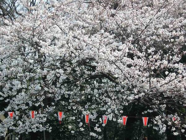 上野公園的櫻花