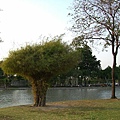 Chatuchak Park