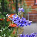 20110620138.jpg