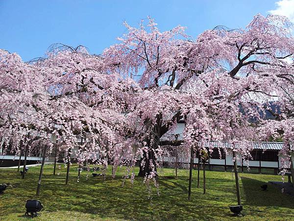 07_Sakura 07_Sakura