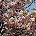 20130416_Nikon_086