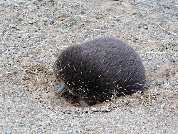 2002_Tasmania_Bruny_13