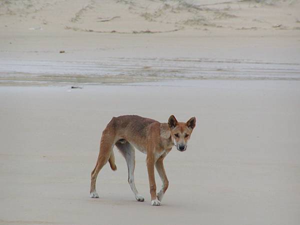 2002_Fraser_Island_01